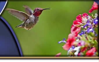 River Gate Estates Alliance